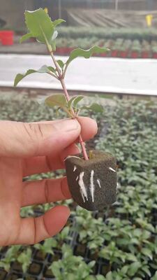 32، 50 ، 98 ، 108 ، , 200 سلاسل البذور, سلاسل البذور, حاملات البذور