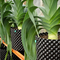 ISO9001 50 جالون أواني نباتات بلاستيكية حاوية جذر شجرة سريعة النمو