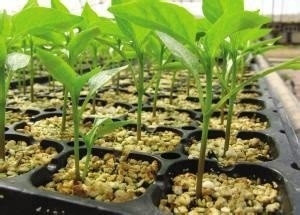 حاوية البذور البلاستيكية المستقرة من HDPE UV وعاء تقليم الهواء