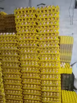 البلاستيك الصفراء الملونة البثور الحرارية الصنع الصفيحة الفراغية حزمة البيض نقل 30 حزمة البيض